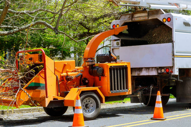 Trusted Fort Morgan, CO Tree Services Experts