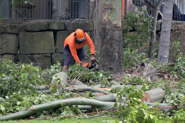 How Our Tree Care Process Works  in  Fort Morgan, CO